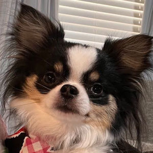 Meet your Posher, Oliver